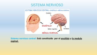SISTEMA NERVIOSO
Sistema nervioso central: Está constituido por el encéfalo y la medula
espinal.
 