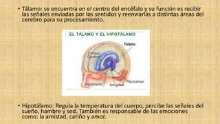 • Tálamo: se encuentra en el centro del encéfalo y su función es recibir
las señales enviadas por los sentidos y reenviarl...