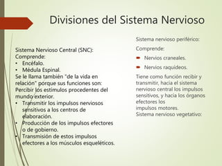 Divisiones del Sistema Nervioso
Sistema nervioso periférico:
Comprende:
 Nervios craneales.
 Nervios raquídeos.
Tiene como función recibir y
transmitir, hacia el sistema
nervioso central los impulsos
sensitivos, y hacia los órganos
efectores los
impulsos motores.
Sistema nervioso vegetativo:
Sistema Nervioso Central (SNC):
Comprende:
• Encéfalo.
• Médula Espinal.
Se le llama también "de la vida en
relación" porque sus funciones son:
Percibir los estímulos procedentes del
mundo exterior.
• Transmitir los impulsos nerviosos
sensitivos a los centros de
elaboración.
• Producción de los impulsos efectores
o de gobierno.
• Transmisión de estos impulsos
efectores a los músculos esqueléticos.
 