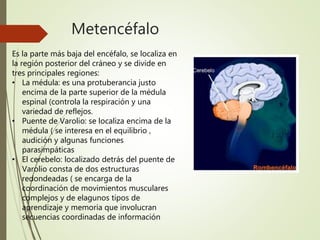 Metencéfalo
Es la parte más baja del encéfalo, se localiza en
la región posterior del cráneo y se divide en
tres principales regiones:
• La médula: es una protuberancia justo
encima de la parte superior de la médula
espinal (controla la respiración y una
variedad de reflejos.
• Puente de Varolio: se localiza encima de la
médula ( se interesa en el equilibrio ,
audición y algunas funciones
parasimpáticas
• El cerebelo: localizado detrás del puente de
Varolio consta de dos estructuras
redondeadas ( se encarga de la
coordinación de movimientos musculares
complejos y de elagunos tipos de
aprendizaje y memoria que involucran
secuencias coordinadas de información
 
