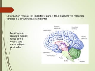 La formación reticular : es importante para el tono muscular y la respuesta
cardiaca a la circunstancias cambiantes
Mesencéfalo
(cerebro medio):
funge como
centro para
varios reflejos
posturales.
 