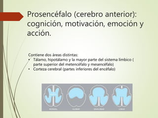 Prosencéfalo (cerebro anterior):
cognición, motivación, emoción y
acción.
Contiene dos áreas distintas:
• Tálamo, hipotálamo y la mayor parte del sistema límbico (
parte superior del metencéfalo y mesencéfalo)
• Corteza cerebral (partes inferiores del encéfalo)
 