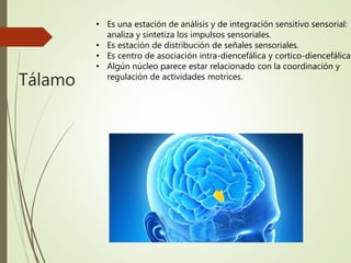 Tálamo
• Es una estación de análisis y de integración sensitivo sensorial:
analiza y sintetiza los impulsos sensoriales.
• Es estación de distribución de señales sensoriales.
• Es centro de asociación intra-diencefálica y cortico-diencefálica.
• Algún núcleo parece estar relacionado con la coordinación y
regulación de actividades motrices.
 