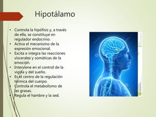 Hipotálamo
• Controla la hipófisis y, a través
de ella, se constituye en
regulador endocrino.
• Activa el mecanismo de la
expresión emocional.
• Excita e integra las reacciones
viscerales y somáticas de la
emoción.
• Interviene en el control de la
vigilia y del sueño.
• Es el centro de la regulación
térmica del cuerpo.
• Controla el metabolismo de
las grasas.
• Regula el hambre y la sed.
 