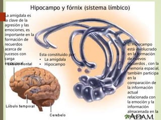 Sistema Límbico
Esta constituido por:
• La amígdala
• Hipocampo
La amígdala es
la clave de la
agresión y las
emociones, es
importante en la
formación de
recuerdos
acerca de
sucesos con
carga
emocional.
El Hipocampo
está involucrado
en la formación
de nuevos
recuerdos , con la
memoria espacial,
también participa
en la
comparación de
la información
actual
relacionada con
la emoción y la
información
almacenada en la
memoria
 