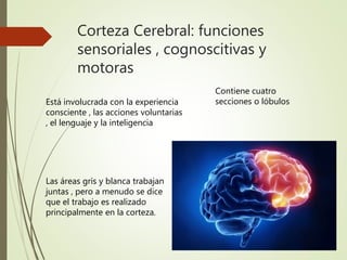Corteza Cerebral: funciones
sensoriales , cognoscitivas y
motoras
Está involucrada con la experiencia
consciente , las acciones voluntarias
, el lenguaje y la inteligencia
Las áreas gris y blanca trabajan
juntas , pero a menudo se dice
que el trabajo es realizado
principalmente en la corteza.
Contiene cuatro
secciones o lóbulos
 
