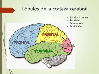 Lóbulos de la corteza cerebral
• Lóbulos frontales
• Parietales
• Temporales
• Occipitales
 