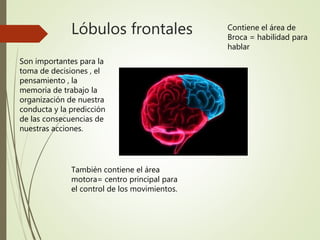 Lóbulos frontales
Son importantes para la
toma de decisiones , el
pensamiento , la
memoria de trabajo la
organización de nuestra
conducta y la predicción
de las consecuencias de
nuestras acciones.
Contiene el área de
Broca = habilidad para
hablar
También contiene el área
motora= centro principal para
el control de los movimientos.
 