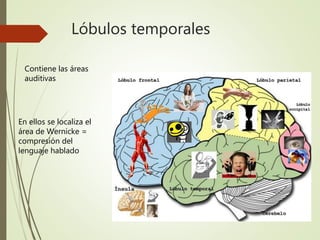 Lóbulos temporales
Contiene las áreas
auditivas
En ellos se localiza el
área de Wernicke =
compresión del
lenguaje hablado
 