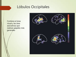 Lóbulos Occipitales
Contiene el área
visual y las área
asociativas que
realizan papeles más
generales
 