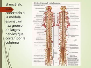 El encéfalo
está
conectado a
la médula
espinal, un
haz grueso
de largos
nervios que
corren por la
columna
 