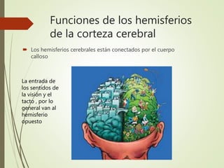 Funciones de los hemisferios
de la corteza cerebral
 Los hemisferios cerebrales están conectados por el cuerpo
calloso
La entrada de
los sentidos de
la visión y el
tacto , por lo
general van al
hemisferio
opuesto
 