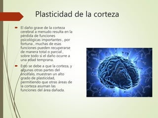 Plasticidad de la corteza
 El daño grave de la corteza
cerebral a menudo resulta en la
pérdida de funciones
psicológicas importantes , por
fortuna , muchas de esas
funciones pueden recuperarse
de manera total o parcial ,
sobre todo si el daño ocurre a
una edad temprana.
 Esto se debe a que la corteza, y
algunas otras partes del
encéfalo, muestran un alto
grado de plasticidad,
permitiendo que otras áreas de
la corteza asuman las
funciones del área dañada.
 