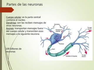 Partes de las neuronas
Cuerpo celular: es la parte central
contiene el núcleo.
Dendritas: son las reciben mensajes de
otras neuronas.
Axones: transportan mensajes fuera
del cuerpo celular y transmiten esos
mensajes a la siguiente neurona.
100 billones de
neuronas
 