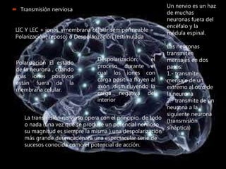 Un nervio es un haz
de muchas
neuronas fuera del
encéfalo y la
médula espinal.
Las neuronas
transmiten
mensajes en dos
pasos:
1.- transmite
mensaje de un
extremo al otro de
la neurona
2.- transmite de un
neurona a la
siguiente neurona
(transmisión
sináptica)
 Transmisión nerviosa
LIC Y LEC + iones +membrana celular semipermeable =
Polarización( reposo) o Despolarización (estimulada)
Polarización El estado
de la neurona , cuando
más iones positivos
están fuera de la
membrana celular.
Despolarización: el
proceso durante el
cual los iones con
carga positiva fluyen al
axón ,disminuyendo la
carga negativa del
interior
La transmisión nervioso opera con el principio de todo
o nada (una vez que se produce un potencial nervioso
su magnitud es siempre la misma ) una despolarización
más grande desencadenará una espectacular serie de
sucesos conocida como el potencial de acción.
 