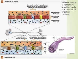 Vaina de mielina:
Incrementa la
velocidad con la
que conduce los
impulsos
nervioso
 