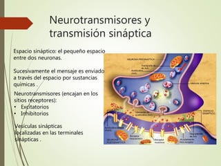 Neurotransmisores y
transmisión sináptica
Espacio sináptico: el pequeño espacio
entre dos neuronas.
Sucesivamente el mensaje es enviado
a través del espacio por sustancias
químicas .
Neurotransmisores (encajan en los
sitios receptores):
• Excitatorios
• Inhibitorios
Vesículas sinápticas
localizadas en las terminales
sinápticas .
 