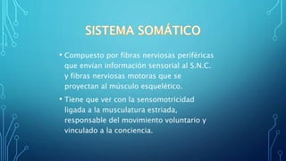 • Compuesto por fibras nerviosas periféricas
que envían información sensorial al S.N.C.
y fibras nerviosas motoras que se
proyectan al músculo esquelético.
• Tiene que ver con la sensomotricidad
ligada a la musculatura estriada,
responsable del movimiento voluntario y
vinculado a la conciencia.
 