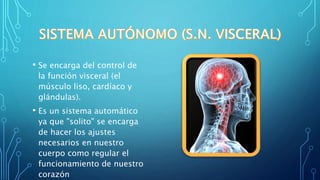 • Se encarga del control de
la función visceral (el
músculo liso, cardíaco y
glándulas).
• Es un sistema automático
ya que "solito" se encarga
de hacer los ajustes
necesarios en nuestro
cuerpo como regular el
funcionamiento de nuestro
corazón
 