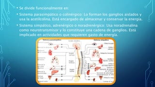 • Se divide funcionalmente en:
• Sistema parasimpático o colinérgico: Lo forman los ganglios aislados y
usa la acetilcolina. Está encargado de almacenar y conservar la energía.
• Sistema simpático, adrenérgico o noradrenérgico: Usa noradrenalina
como neurotransmisor y lo constituye una cadena de ganglios. Está
implicado en actividades que requieren gasto de energía.
 