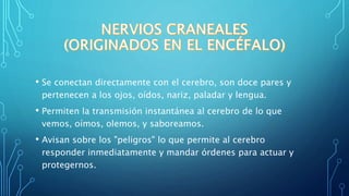 • Se conectan directamente con el cerebro, son doce pares y
pertenecen a los ojos, oídos, nariz, paladar y lengua.
• Permiten la transmisión instantánea al cerebro de lo que
vemos, oímos, olemos, y saboreamos.
• Avisan sobre los "peligros" lo que permite al cerebro
responder inmediatamente y mandar órdenes para actuar y
protegernos.
 