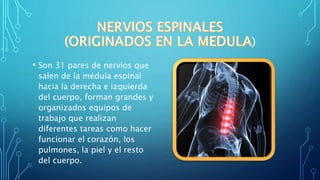 )
• Son 31 pares de nervios que
salen de la médula espinal
hacia la derecha e izquierda
del cuerpo, forman grandes y
organizados equipos de
trabajo que realizan
diferentes tareas como hacer
funcionar el corazón, los
pulmones, la piel y el resto
del cuerpo.
 