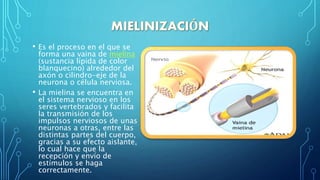 • Es el proceso en el que se
forma una vaina de mielina
(sustancia lípida de color
blanquecino) alrededor del
axón o cilindro-eje de la
neurona o célula nerviosa.
• La mielina se encuentra en
el sistema nervioso en los
seres vertebrados y facilita
la transmisión de los
impulsos nerviosos de unas
neuronas a otras, entre las
distintas partes del cuerpo,
gracias a su efecto aislante,
lo cual hace que la
recepción y envío de
estímulos se haga
correctamente.
 