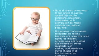 • No es el número de neuronas
lo que influye en nuestro
aprendizaje sino las
conexiones neuronales,
fomentadas por la
estimulación del medio
ambiente que reciba el
bebé/niño.
• Una neurona con los axones
recubiertos de mielina
transmite unas cien veces más
rápido los impulsos
nerviosos que una neurona
que no tiene los axones
recubiertos con
mielina, produciendo una
mayor eficacia en el
funcionamiento del
 