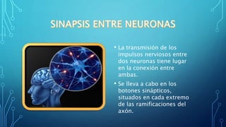 • La transmisión de los
impulsos nerviosos entre
dos neuronas tiene lugar
en la conexión entre
ambas.
• Se lleva a cabo en los
botones sinápticos,
situados en cada extremo
de las ramificaciones del
axón.
 