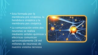 • Esta formada por la
membrana pre sináptica, la
hendidura sináptica y la
membrana pos sináptica.
• La comunicación entre dos
neuronas se realiza
mediante señales químicas y
eléctricas comunican
aproximadamente 28 mil
millones de neuronas de
nuestro sistema nervioso
 