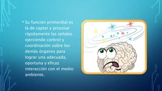 • Su función primordial es
la de captar y procesar
rápidamente las señales
ejerciendo control y
coordinación sobre los
demás órganos para
lograr una adecuada,
oportuna y eficaz
interacción con el medio
ambiente.
 