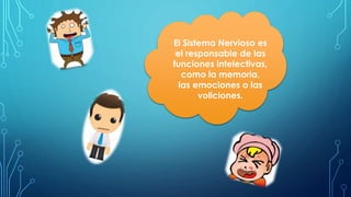 El Sistema Nervioso es
el responsable de las
funciones intelectivas,
como la memoria,
las emociones o las
voliciones.
 