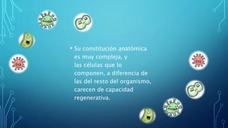 • Su constitución anatómica
es muy compleja, y
las células que lo
componen, a diferencia de
las del resto del organismo,
carecen de capacidad
regenerativa.
 