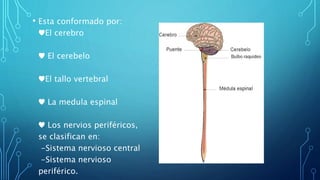 • Esta conformado por:
♥El cerebro
♥ El cerebelo
♥El tallo vertebral
♥ La medula espinal
♥ Los nervios periféricos,
se clasifican en:
-Sistema nervioso central
-Sistema nervioso
periférico.
 