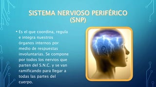 • Es el que coordina, regula
e integra nuestros
órganos internos por
medio de respuestas
involuntarias. Se compone
por todos los nervios que
parten del S.N.C. y se van
ramificando para llegar a
todas las partes del
cuerpo.
 