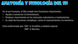 En el ser humano, el SN cumple tres funciones importantes:
• Ayuda a conservar la homeóstasis.
• Produce movimiento en los músculos voluntarios e involuntarios.
• Es sede de funciones complejas, como el razonamiento y la memoria.
Está conformado por: SNC → Encéfalo y médula espinal.
SNP → Nervios.
 