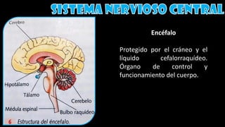 Encéfalo
Protegido por el cráneo y el
líquido cefalorraquídeo.
Órgano de control y
funcionamiento del cuerpo.
 