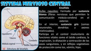 Encéfalo
Bulbo raquídeo: Formado por sustancia
blanca (fibras nerviosas que permiten la
comunicación médula-cerebro) en el
exterior.
En el interior, sustancia gris (somas
neuronales, dendritas y axones
mielinizados).
Participa en el control involuntario de
funciones vitales como el latido cardiaco, la
respiración, la dilatación y contracción de los
vasos sanguíneos, y en reflejos vegetativos
de protección como tos, vómito, hipo.
 