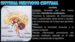 Encéfalo
Cerebelo: Formado por dos masas
laterales: hemisferios cerebelosos.
*Controla la ejecución de movimientos
finos y coordinados como correr y escribir,
y los movimientos de la boca que permiten
hablar.
*Mantiene la tonicidad muscular y la
postura corporal.
*Recibe información proveniente del
aparato vestibular ubicado en el oído
medio, manteniendo el equilibrio.
 