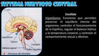 Encéfalo
Hipotálamo: Funciones que permiten
preservar el equilibrio interno del
organismo: controlar el funcionamiento
de la hipófisis, regular el balance hídrico
y la temperatura corporal, y controlar el
comportamiento sexual y afectivo.
 