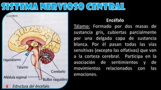 Encéfalo
Tálamo: Formado por dos masas de
sustancia gris, cubiertas parcialmente
por una delgada capa de sustancia
blanca. Por él pasan todas las vías
sensitivas (excepto las olfativas) que van
a la corteza cerebral. Participa en la
asociación de sentimientos y de
movimientos relacionados con las
emociones.
 