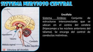 Encéfalo
Sistema límbico: Conjunto de
estructuras interconectadas que se
ubican en el centro del cerebro
(hipocampo y los núcleos anteriores del
tálamo). Se encarga del control de
conductas instintivas.
 