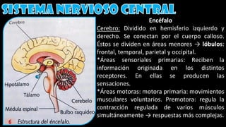 Encéfalo
Cerebro: Dividido en hemisferio izquierdo y
derecho. Se conectan por el cuerpo calloso.
Éstos se dividen en áreas menores → lóbulos:
frontal, temporal, parietal y occipital.
*Áreas sensoriales primarias: Reciben la
información originada en los distintos
receptores. En ellas se producen las
sensaciones.
*Áreas motoras: motora primaria: movimientos
musculares voluntarios. Premotora: regula la
contracción regulada de varios músculos
simultáneamente → respuestas más complejas.
 