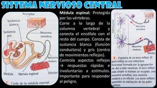 Médula espinal: Protegida
por las vértebras.
Corre a lo largo de la
columna vertebral y
conecta el encéfalo con el
resto del cuerpo. Consta de
sustancia blanca (función
conductora) y gris (centro
de movimientos reflejos).
Controla aspectos reflejos
→ respuestas rápidas e
involuntarias a estímulos.
Importante para responder
al peligro.
 