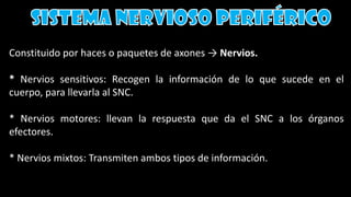 Constituido por haces o paquetes de axones → Nervios.
* Nervios sensitivos: Recogen la información de lo que sucede en el
cuerpo, para llevarla al SNC.
* Nervios motores: llevan la respuesta que da el SNC a los órganos
efectores.
* Nervios mixtos: Transmiten ambos tipos de información.
 