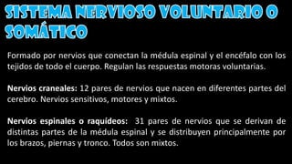 Formado por nervios que conectan la médula espinal y el encéfalo con los
tejidos de todo el cuerpo. Regulan las respuestas motoras voluntarias.
Nervios craneales: 12 pares de nervios que nacen en diferentes partes del
cerebro. Nervios sensitivos, motores y mixtos.
Nervios espinales o raquídeos: 31 pares de nervios que se derivan de
distintas partes de la médula espinal y se distribuyen principalmente por
los brazos, piernas y tronco. Todos son mixtos.
 