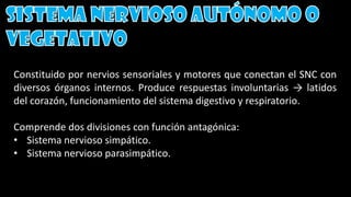 Constituido por nervios sensoriales y motores que conectan el SNC con
diversos órganos internos. Produce respuestas involuntarias → latidos
del corazón, funcionamiento del sistema digestivo y respiratorio.
Comprende dos divisiones con función antagónica:
• Sistema nervioso simpático.
• Sistema nervioso parasimpático.
 