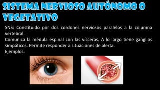 SNS: Constituido por dos cordones nerviosos paralelos a la columna
vertebral.
Comunica la médula espinal con las vísceras. A lo largo tiene ganglios
simpáticos. Permite responder a situaciones de alerta.
Ejemplos:
 