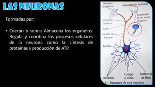 Formadas por:
• Cuerpo o soma: Almacena los organelos.
Regula y coordina los procesos celulares
de la neurona como la síntesis de
proteínas y producción de ATP.
 