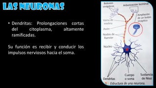 • Dendritas: Prolongaciones cortas
del citoplasma, altamente
ramificadas.
Su función es recibir y conducir los
impulsos nerviosos hacia el soma.
 